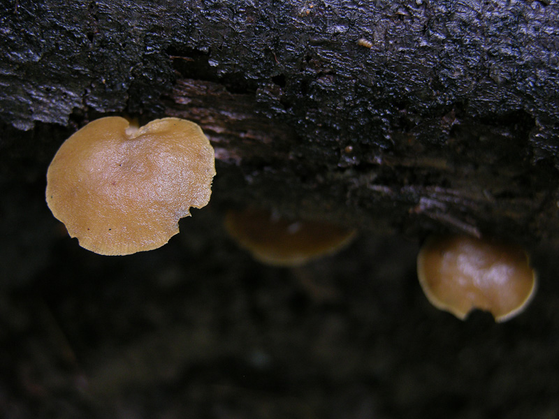 Simocybe sp.?
